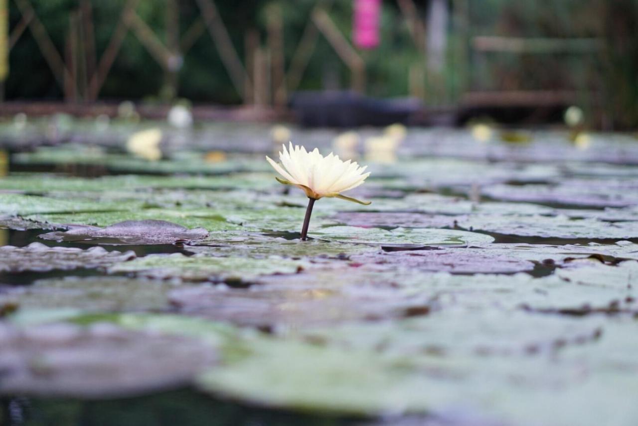 Saikaew Resort Čiang Rai Exteriér fotografie